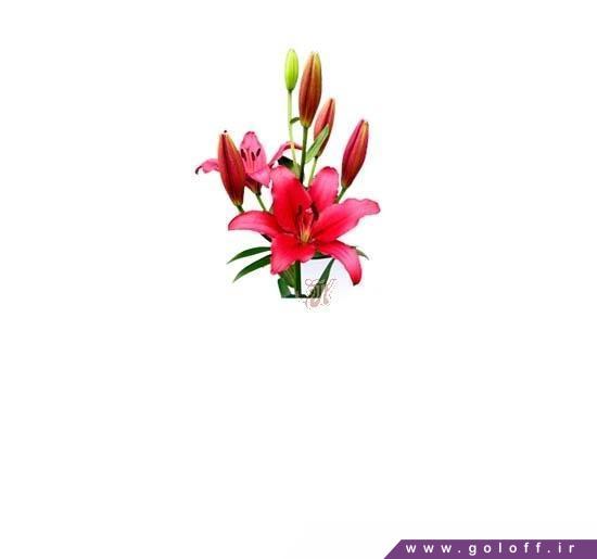 سفارش گل اینترنتی - گل لیلیوم فان گیو - Lilium | گل آف